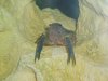 mei aquarium 014 Forum.JPG