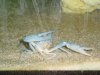 mei aquarium 015 Forum.JPG