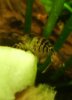 bienchen 3.JPG