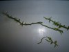 100_2964.JPG