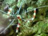 DSC00454a.jpg