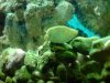 DSC00462a.jpg