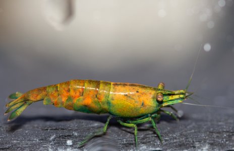 TGISC-16 Michael Häsler-6550.jpg