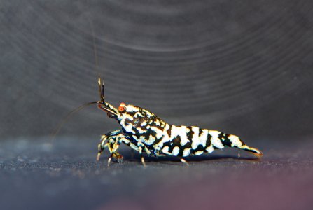 TGISC-176-Alexander Brunck-6315.jpg