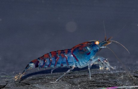 63 Geoffry Porwol-1792.jpg