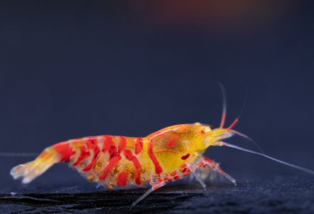 60-AB-Tigerstripes-0287.jpg