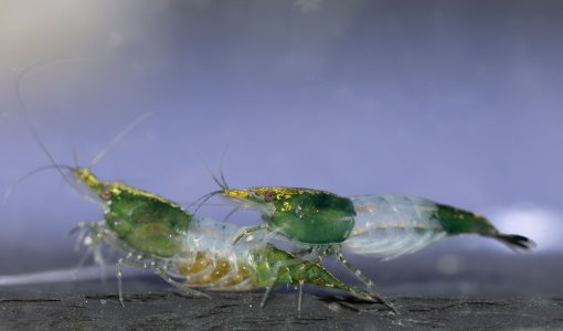 27 Stavros Tsipas 0683-.jpg