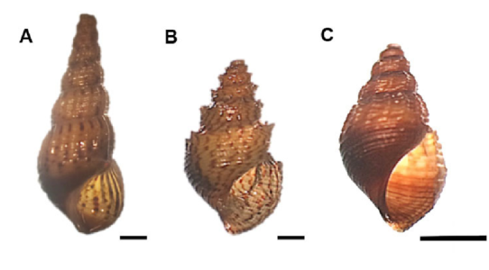 Juvenile-Thiaridae-commonly-found-in-Singapore-A-Melanoides-tuberculata-B-Mieniplotia.png