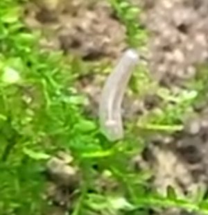 Screenshot_20260204_154921_Video Player.jpg