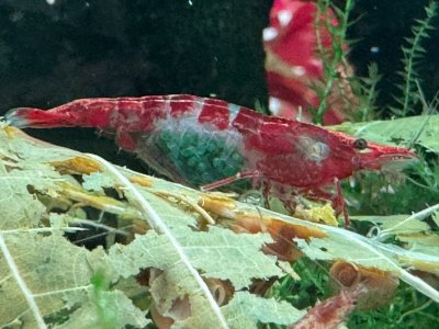 IMG_4220.JPEG