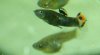 black-picta-male-1.jpg