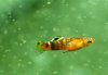 red-picta-male-4.jpg