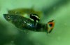 black-picta-male-2.jpg