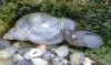 schnecke1.jpg