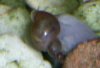schnecke2.jpg