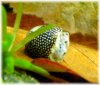 Schnecke_b2.jpg