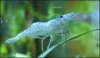 Shrimp_b.jpg