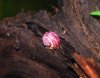 As-rosa-mini1.JPG
