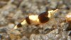 DSC_1585.JPG