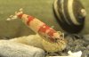 Caridina venusta rot.jpg