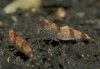 Caridina venusta rot 2.jpg