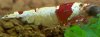 mosura-redbee-garnele.jpg