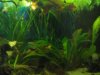 Cherax-Chaos 1.jpg
