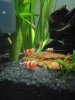 Nano10l1.jpg