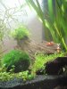 Nano10l3.jpg