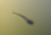 Fisch 3.jpg