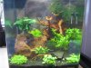Aquarium 031.JPG