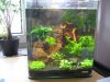 Aquarium 032.JPG