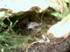 shrimp2.JPG