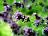 Lavendel_008.JPG