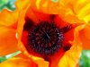 Mohn_001.JPG