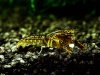 Cambarellus montezumae sp.schoko 008.JPG