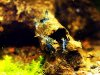 Caridina cf. cantonensis var. Blue Tiger_001.JPG