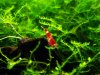 Caridina cf. cantonensis var. Crystal Red_001.JPG