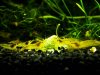 Neocaridina heteropoda var. yellow_004.JPG