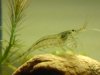 Nano Cube und Enten füttern 046.jpg