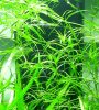 Plant_NoName.jpg