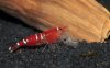 Red-Bee-01.jpg
