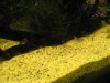 IMG_0483.JPG