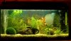 Quarium1.jpg