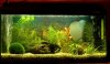 Quarium1.jpg