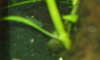 nano 009.JPG