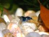 Hybrid-Babys blau1.JPG