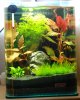 Aquarium 09.01_01 (9).JPG
