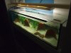 Aquarien 046.jpg