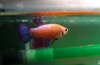 Aquarien 065.jpg